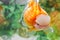 The pearlscale goldfish in China