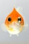 Pearlscale Goldfish Face
