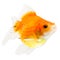 Pearlscale Goldfish Profile