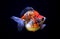 Pearlscale golf ball goldfish