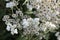 Pearly everlasting Anaphalis margaritacea close-up white flowers