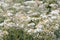 Pearly everlasting Anaphalis margaritacea, a sea of white flowers