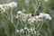 Pearly everlasting Anaphalis margaritacea, white flowers with bee