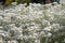 Pearly everlasting Anaphalis margaritacea white flowers in natural habitat