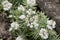 Pearly everlasting Anaphalis sinica flowering