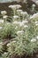 Pearly everlasting  Anaphalis sinica  white flowering plants natural habitat