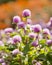 Pearly everlasting flowers