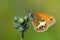 The pearly heath butterfly or Coenonympha arcania , butterflies of Iran