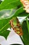 Pearly malachite green and brown butterfly upside down on leaf