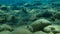 Pearly razorfish or cleaver wrasse Xyrichtys novacula undersea, Aegean Sea, Greece.