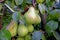 Pears on a branch with green leaves ripen in the garden