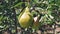 Pears on a branch. Several fruit fruits, ready to be harvested and consumed. Garden plants. Ripe pear in the garden or farm.