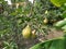 Pears on a branch. Several fruit fruits, ready to be harvested and consumed. Garden plants. Ripe pear in the garden or farm