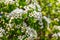 Pears branches with white flowers on blurred background_