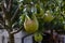 Pears close up photography, Fruits among the leaves on a branch, Poland