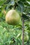 Pears on the columnar pear tree in the summer garden