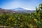 Pears field front mount Etna Sicily