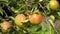 Pears fruit on tree with leaves of summer, sunlight, outdoors