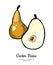 Pears fruits vector isolate. Brown pear whole chopped half cut slice hand drawn illustration vegetarian icon logo sketch