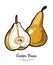 Pears fruits vector isolate. Brown pear whole chopped half cut slice hand drawn illustration vegetarian icon logo sketch