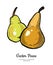 Pears fruits vector isolate Green brown whole pear Fruit hand drawn illustration food vegetarian sweet icon logo sketch