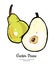 Pears fruits vector isolate. Green pear whole chopped half cut slice hand drawn illustration vegetarian icon logo sketch