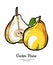 Pears fruits vector isolate. Pear whole chopped half cut slice leaf hand drawn illustration vegetarian icon logo sketch