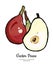 Pears fruits vector isolate. Red pear whole chopped half cut slice hand drawn illustration vegetarian icon logo sketch