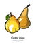 Pears fruits vector isolate Yellow brown whole pear Fruit hand drawn illustration food vegetarian sweet icon logo sketch