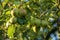 Pears grow on a tree