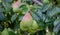 pears grow on a tree, harvest. Selective focus