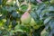 pears grow on a tree, harvest. Selective focus