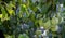 pears grow on a tree, harvest. Selective focus