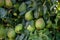 pears grow on a tree, harvest. Selective focus