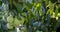 pears grow on a tree, harvest. Selective focus