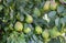 pears grow on a tree, harvest. Selective focus