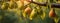 pears grow on a tree. selective focus. Generative AI,