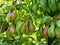 pears growing closeup, pears flourishing in a bountiful cluster