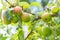 Pears hanging on a tree in a orchard garden