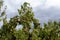 Pears on pear tree in Worcestershire