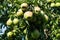 Pears plantage Hamburg