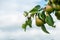 Pears ripen on a branch of a pear tree