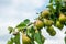 Pears ripen on a branch of a pear tree