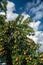 Pears ripen on a pear tree. Against the background of a blue sky with clouds.