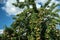 Pears ripen on a pear tree. Against the background of a blue sky with clouds.