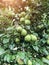 Pears ripen on the tree in summer