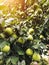 Pears ripen on the tree in summer