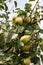 Pears ripening on a tree. Pear fruits, foliage and branches.