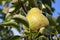 Pears in the Salzkammergut, Austria, Europe