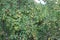 Pears in tree ready for harvest